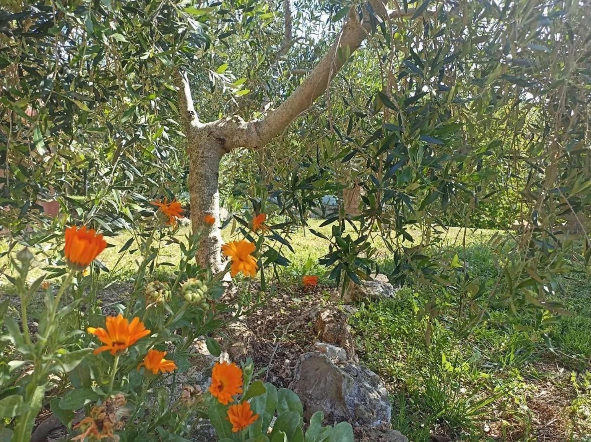 La Mandriana Βίλα Massa Marittima Εξωτερικό φωτογραφία