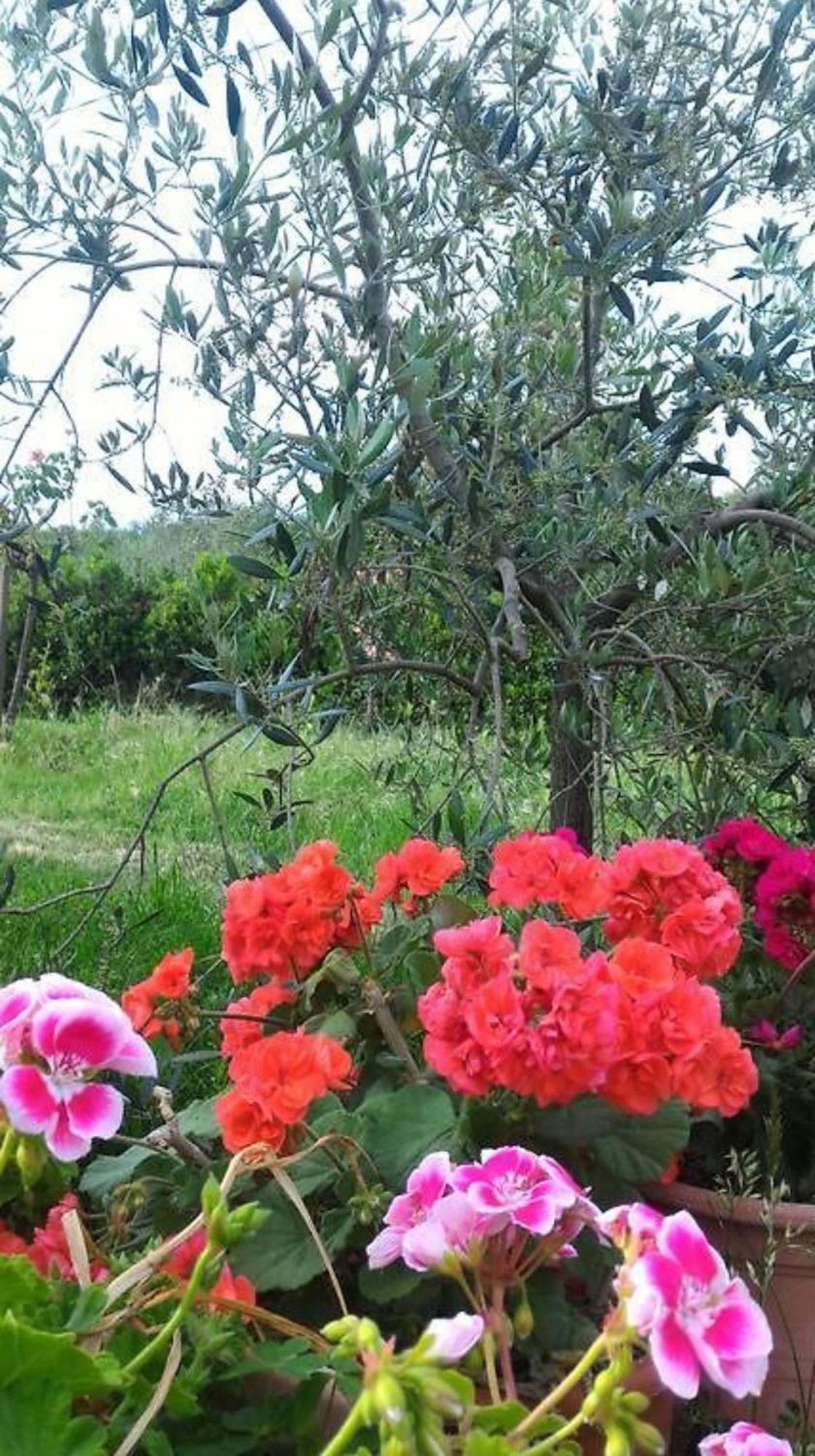 La Mandriana Βίλα Massa Marittima Εξωτερικό φωτογραφία