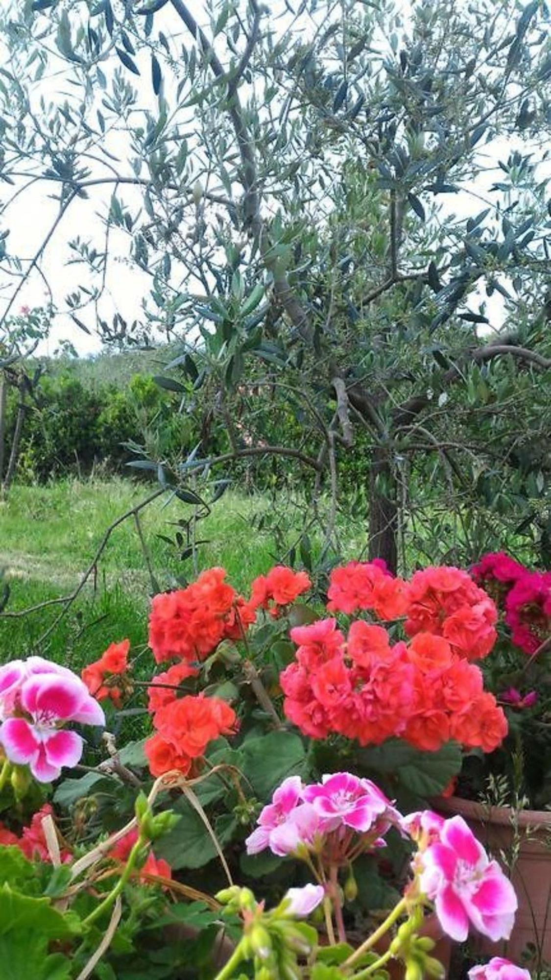 La Mandriana Βίλα Massa Marittima Εξωτερικό φωτογραφία